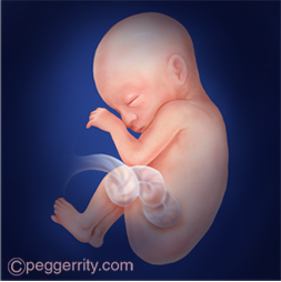 Pregnancy | American SPCC