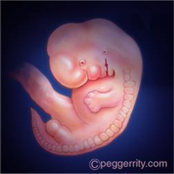 Pregnancy | American SPCC
