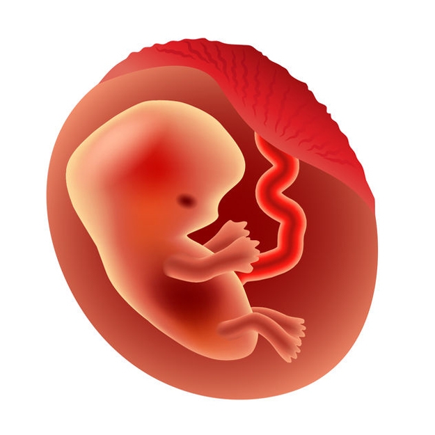 Pregnancy - Stages of Fetal Development - American SPCC